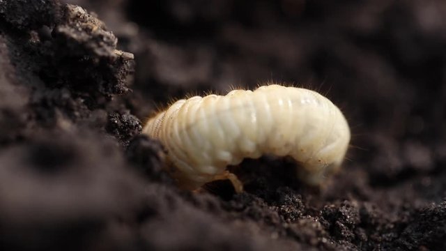 White larva beetle in the ground. Macro