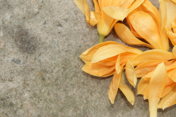 Yellow orange michelia alba or magnolia champaca flowers.Beautiful background. Mother's, Valentines, Women's, Wedding Day. Top view with copy space. Place for text © PICSLIBRARY