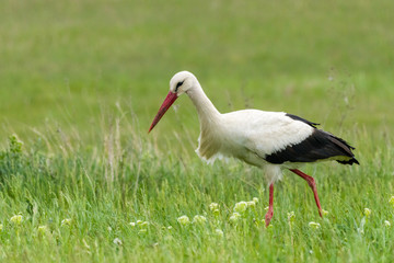 Storch