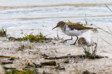 Flussuferl&auml;ufer