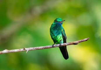 A Blue-chinned Sapphire hummingbird perching on a branch in a garden.
