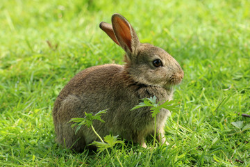 Wild Rabbit (Oryctolagus cuniculus).  Taken in the Welsh countryside, Wales, UK