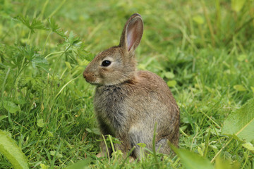Wild Rabbit (Oryctolagus cuniculus).  Taken in the Welsh countryside, Wales, UK