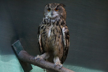 owl wildlife