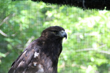 eagle wildlife