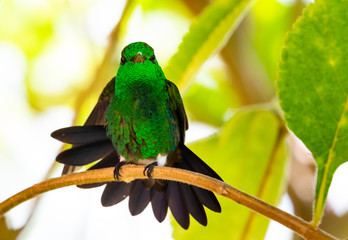 A Copper-rumped hummingbird stretching in a tree in a garden.