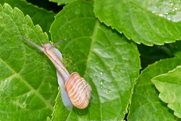 カタツムリ　アジサイの葉