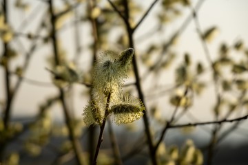 Spring tree flowering. Branch of willow wkith catkins - lamb's-tails. Slovakia
