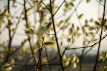 Spring tree flowering. Branch of willow wkith catkins - lamb's-tails. Slovakia