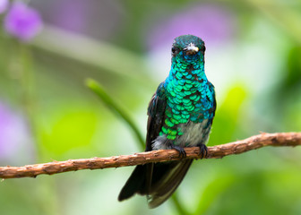 A juvenile Blue-chinned Sapphire perching on a Vervain branch.