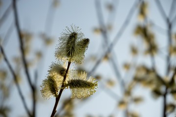 Spring tree flowering. Branch of willow wkith catkins - lamb's-tails. Slovakia