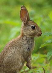 Naklejka na ściany i meble Wild Rabbit (Oryctolagus cuniculus). Taken in the Welsh countryside, Wales, UK