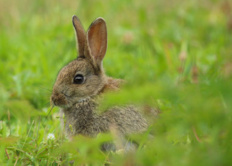 Naklejka na ściany i meble Wild Rabbit (Oryctolagus cuniculus). Taken in the Welsh countryside, Wales, UK