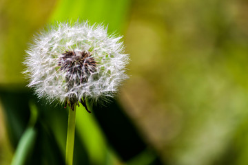 Fototapeta premium Common Dandelion (Taraxum officinalis) - photograph
