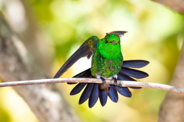 An iridescent, green Copper-rumped hummingbird, Amazilia tobaci,  stretching in a tree.