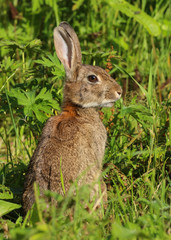Wild Rabbit (Oryctolagus cuniculus).  Taken in the Welsh countryside, Wales, UK