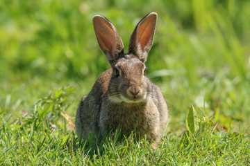 Wild Rabbit (Oryctolagus cuniculus).  Taken in the Welsh countryside, Wales, UK