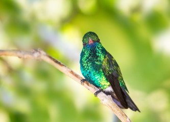 A Blue-chinned Sapphire hummingbird, Chlorestes notata, looking inquisitively at the camera perched on a branch in the Caribbean.