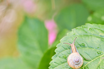 でんでん虫　梅雨の季節