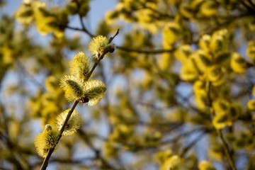 Spring tree flowering. Branch of willow wkith catkins - lamb's-tails. Slovakia