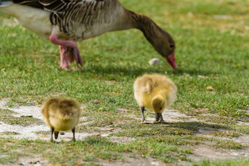 Graugansnachwuchs