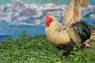 Japan hen or japan bantum in banana garden