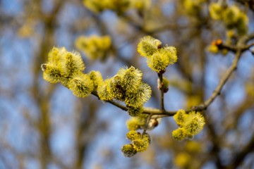 Spring tree flowering. Branch of willow wkith catkins - lamb's-tails. Slovakia