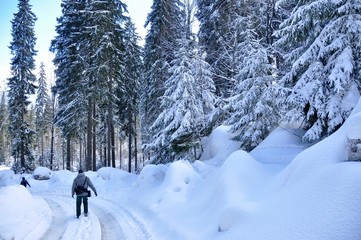 Ukrainian forests