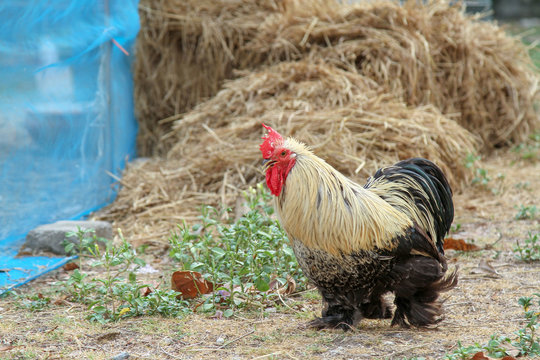 Japan hen or japan bantum in garden