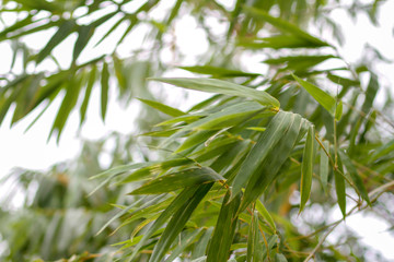 bamboo leaf for background