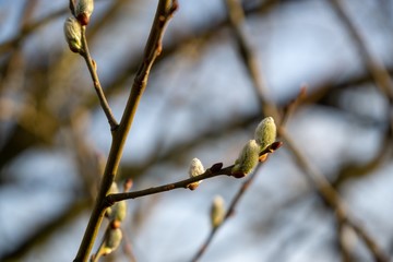 Spring tree flowering. Branch of willow wkith catkins - lamb's-tails. Slovakia