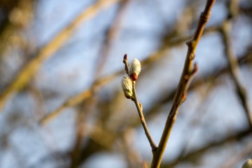 Spring tree flowering. Branch of willow wkith catkins - lamb's-tails. Slovakia