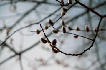Spring tree flowering. Branch of willow wkith catkins - lamb's-tails. Slovakia