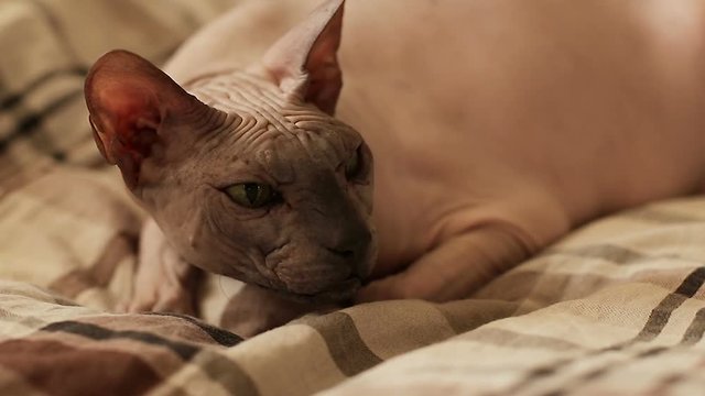 Pet bald cat Sphinx lying on the couch portrait close-up