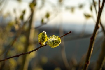 Spring tree flowering. Branch of willow wkith catkins - lamb's-tails. Slovakia