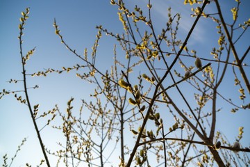 Fototapeta na wymiar Spring tree flowering. Branch of willow wkith catkins - lamb's-tails. Slovakia
