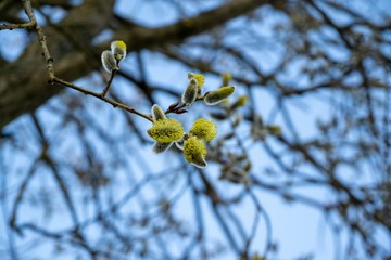 Spring tree flowering. Branch of willow wkith catkins - lamb's-tails. Slovakia