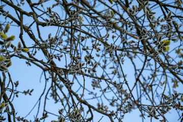 Spring tree flowering. Branch of willow wkith catkins - lamb's-tails. Slovakia
