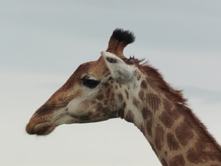 Obraz premium Giraffes