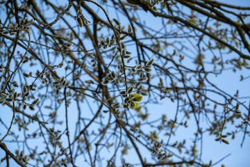 Fototapeta na wymiar Spring tree flowering. Branch of willow wkith catkins - lamb's-tails. Slovakia