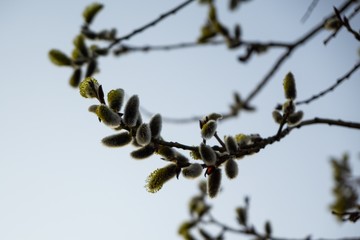 Spring tree flowering. Branch of willow wkith catkins - lamb's-tails. Slovakia