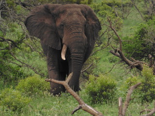 elephant in the bush