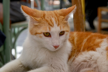 cat with green eyes