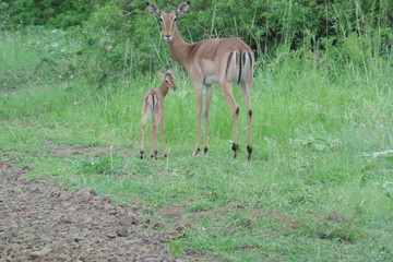 impala in the savanna