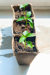 Pepper sprouts in pots on the windowsill, selective focus.
