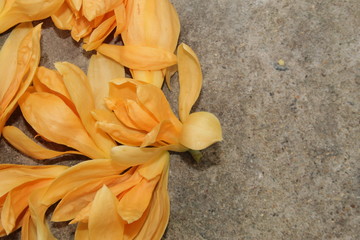 Fototapeta na wymiar Beautiful michelia alba,magnolia champaca flowers lying on a stone background. Copy space
