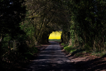 Shaded tree lined single track country lane in rural Hampshire