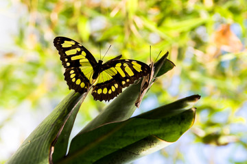 green and black butterfly