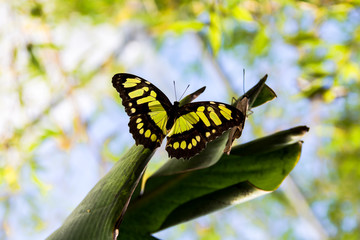 green and black butterfly