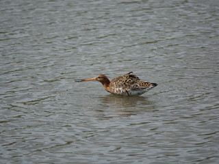 black tailed godwit (Limosa limosa) feeding in shallow water